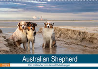 Australian Shepherd 2022 (Wandkalender 2022 DIN A2 quer)