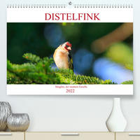 Distelfink (Premium, hochwertiger DIN A2 Wandkalender 2022, Kunstdruck in Hochglanz)