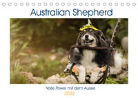 Australian Shepherd - volle Power mit dem Aussie (Tischkalender 2022 DIN A5 quer)