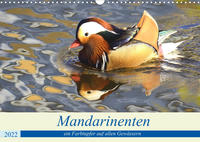 Mandarinenten, ein Farbtupfer auf allen Gewässern. (Wandkalender 2022 DIN A3 quer)