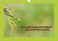 Die Gottesanbeterin Mantis Religiosa (Wandkalender 2022 DIN A4 quer)