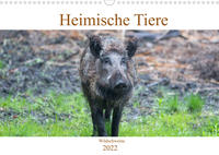 Heimische Tiere - Wildschweine (Wandkalender 2022 DIN A3 quer)