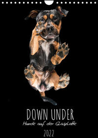 Down Under - Hunde auf der Glasplatte (Wandkalender 2022 DIN A4 hoch)