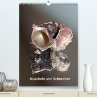 Muscheln und Schnecken (Premium, hochwertiger DIN A2 Wandkalender 2023, Kunstdruck in Hochglanz)