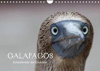 Galapagos (Wandkalender 2023 DIN A4 quer)