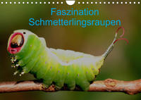 Faszination Schmetterlingsraupen (Wandkalender 2023 DIN A4 quer)