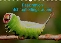 Faszination Schmetterlingsraupen (Wandkalender 2023 DIN A3 quer)