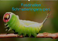 Faszination Schmetterlingsraupen (Wandkalender 2023 DIN A2 quer)