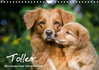 Toller - Nova Scotia Duck Tolling Retriever (Wandkalender 2023 DIN A4 quer)