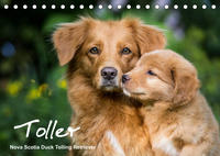 Toller - Nova Scotia Duck Tolling Retriever (Tischkalender 2023 DIN A5 quer)