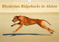 Rhodesian Ridgebacks in AktionAT-Version (Wandkalender 2023 DIN A4 quer)
