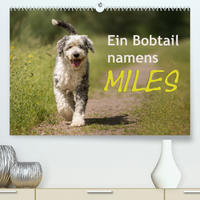 Ein Bobtail namens Miles (Premium, hochwertiger DIN A2 Wandkalender 2023, Kunstdruck in Hochglanz)
