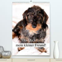 Der Dackel - mein kleiner Freund (Premium, hochwertiger DIN A2 Wandkalender 2023, Kunstdruck in Hochglanz)