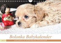Bolonka Babykalender 2023 (Wandkalender 2023 DIN A4 quer)