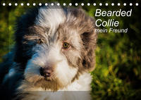 Bearded Collie, mein Freund (Tischkalender 2023 DIN A5 quer)
