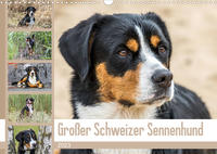 Großer Schweizer Sennenhund (Wandkalender 2023 DIN A3 quer)