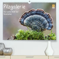 Pilzgalerie - Die bunte Welt der Baumpilze (Premium, hochwertiger DIN A2 Wandkalender 2023, Kunstdruck in Hochglanz)