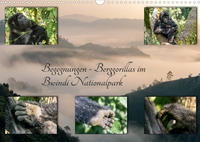Begegnungen - Berggorillas im Bwindi Nationalpark (Wandkalender 2023 DIN A3 quer)