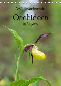 Wildwachsende Orchideen in Bayern (Tischkalender 2023 DIN A5 hoch)