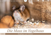 Die Maus im Vogelhaus (Wandkalender 2023 DIN A4 quer)