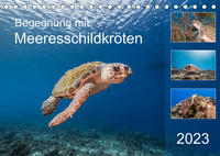Begegnung mit Meeresschildkröten (Tischkalender 2023 DIN A5 quer)