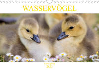 Wasservögel - Kanadagänse (Wandkalender 2023 DIN A4 quer)