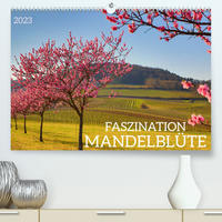 FASZINATION MANDELBLÜTE (Premium, hochwertiger DIN A2 Wandkalender 2023, Kunstdruck in Hochglanz)