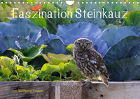 Faszination Steinkauz (Wandkalender 2023 DIN A4 quer)