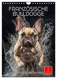 Französische Bulldogge - ein Hund für die Familie (Wandkalender 2024 DIN A4 hoch), CALVENDO Monatskalender