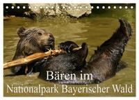 Bären im Nationalpark Bayerischer Wald (Tischkalender 2024 DIN A5 quer), CALVENDO Monatskalender
