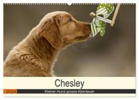 Chesley Kleiner Hund grosse Abenteuer (Wandkalender 2024 DIN A2 quer), CALVENDO Monatskalender