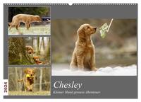 Chesley Kleiner Hund Grosses Abenteuer (Wandkalender 2024 DIN A2 quer), CALVENDO Monatskalender