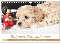 Bolonka Babykalender 2024 (Wandkalender 2024 DIN A4 quer), CALVENDO Monatskalender