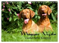 Magyar Vizsla - Zauberhafte Kobolde (Wandkalender 2024 DIN A4 quer), CALVENDO Monatskalender
