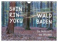 Shinrin yoku - Waldbaden 2024 (Wandkalender 2024 DIN A4 quer), CALVENDO Monatskalender