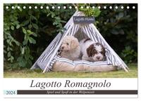 Lagotto Romagnolo - Spiel und Spaß in der Welpenzeit (Tischkalender 2024 DIN A5 quer), CALVENDO Monatskalender