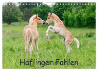 Haflinger Fohlen (Wandkalender 2024 DIN A4 quer), CALVENDO Monatskalender