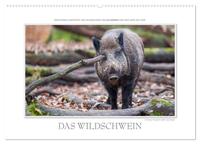 Emotionale Momente: Das Wildschwein. (Wandkalender 2024 DIN A2 quer), CALVENDO Monatskalender