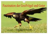 Faszination der Greifvögel und Geier (Wandkalender 2024 DIN A4 quer), CALVENDO Monatskalender