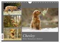 Chesley Kleiner Hund Grosses Abenteuer (Wandkalender 2024 DIN A4 quer), CALVENDO Monatskalender