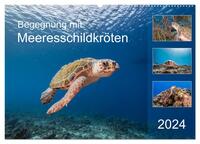 Begegnung mit Meeresschildkröten (Wandkalender 2024 DIN A2 quer), CALVENDO Monatskalender