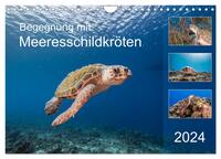 Begegnung mit Meeresschildkröten (Wandkalender 2024 DIN A4 quer), CALVENDO Monatskalender
