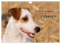 Faszination Terrier (Wandkalender 2024 DIN A4 quer), CALVENDO Monatskalender