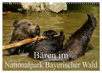 Bären im Nationalpark Bayerischer Wald (Wandkalender 2024 DIN A3 quer), CALVENDO Monatskalender