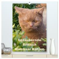 bezaubernde Britisch Kurzhaar Katzen (hochwertiger Premium Wandkalender 2024 DIN A2 hoch), Kunstdruck in Hochglanz