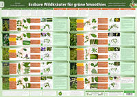 Essbare Wildkräuter für Grüne Smoothies Teil 2 - Wandposter (A2)