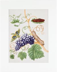 Maria Sibylla Merian - gerahmter Druck 