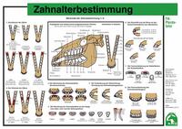 Zahnalterbestimmung