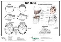 Die Hufe