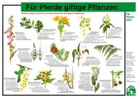 Für Pferde giftige Pflanzen